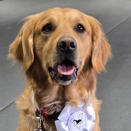 Golden Retrievers from Firestorm Goldens
