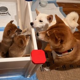 Shiba Inu from Garcia Shiba Inus