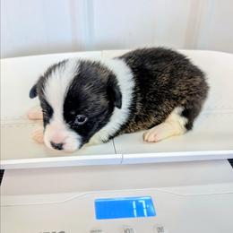 Honey - Brindle and white female Cardigan Welsh Corgi puppy in Hotchkiss, Colorado from Bell S Ranch