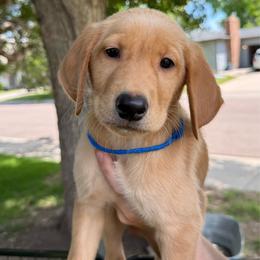 Benedict - Yellow male Labrador Retriever puppy in Great Falls, Montana from Yogo Point Kennels