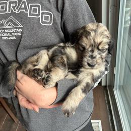 Queen - Merle female Goldendoodle puppy in Calhan, Colorado from Snowy Goldens LLC