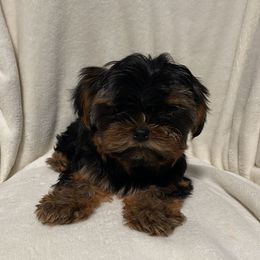 Tcup Bella russian girl 11888 - Black and tan female Yorkshire Terrier puppy in Las Vegas, Nevada from Made in Heaven Yorkshire Terrier Las Vegas