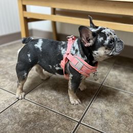 Sapphire - French Bulldog