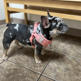 Sapphire - French Bulldog
