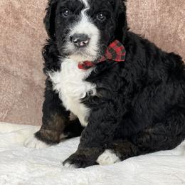 American Eskimo Dog and Bernedoodle Puppies from Shadow Kennels