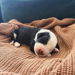 Karev - Black and white male Sheepadoodle puppy in Provo, Utah from Doodlefolk