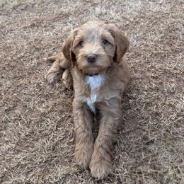 Royal Blue Boy - Caramel red male Australian Labradoodle puppy in West Union, South Carolina from Golden Corner Labradoodles, LLC