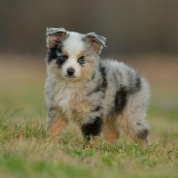 Flag - Blue merle male Toy Australian Shepherd puppy in Hartman, Arkansas from Southern Edition Aussies