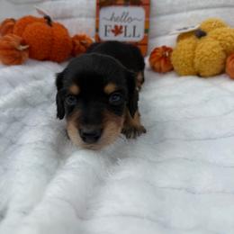 Chestnut - Black and tan male Dachshund puppy in Mansfield, Missouri from Owens Farm