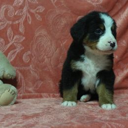 Bernese Mountain Dog Puppies from Swamp Creek Berners