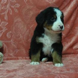 Bernese Mountain Dog Puppies from Swamp Creek Berners