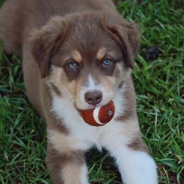 Fern - Red tri-color female Australian Shepherd puppy in Aberdeen, North Carolina from Huckleberry Hill Aussies LLC.