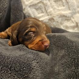 Wilson - Chocolate and tan male Dachshund puppy in Anderson, California from Plum Fields Dachshunds
