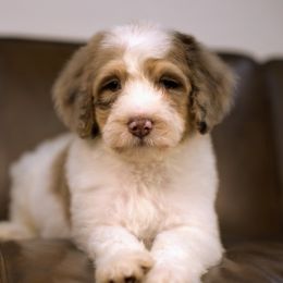 Nickel - Brown and white male Bernedoodle puppy in Queen Creek, Arizona from Dulcito Doodles