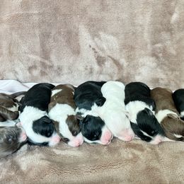 Portuguese Water Dog Puppies from Cornerstones Porties