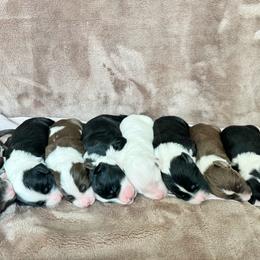 Portuguese Water Dog Puppies from Cornerstones Porties