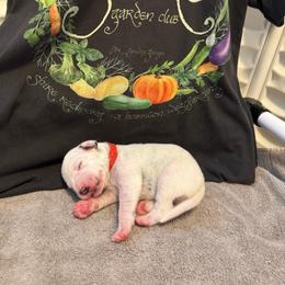 Rohan - White and black male Dalmatian puppy in Conroe, Texas from Saint Rocco's Dalmatians
