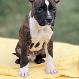 Linus - Black brindle male American Staffordshire Terrier puppy in Guilford County, North Carolina from Explicit Kennel