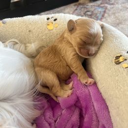 Cavalier King Charles Spaniel and Cavapoo Puppies from CK Cavaliers