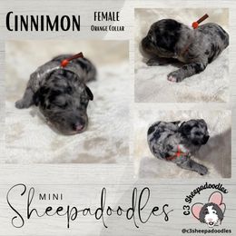 Cinnamon - Merle female Sheepadoodle puppy in Bloomfield, New Jersey from C3 Sheepadoodles