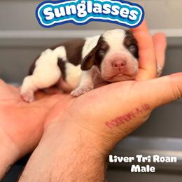 Sunglasses - Tri-Roan male English Springer Spaniel puppy in Uvalda, Georgia from Willow Creek Farms