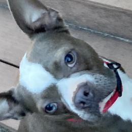Boston Terriers from Nettles Nuggets