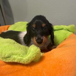 Yang - Piebald male Dachshund puppy in Irving, Texas from DFW Dachshunds by G & S