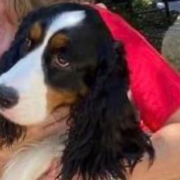 Sarah - English Springer Spaniel