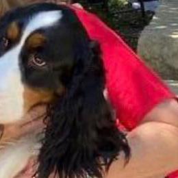 Sarah - English Springer Spaniel
