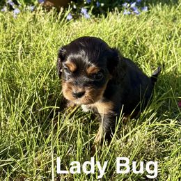 Cavapoo Puppies from Shoemaker Cavapoo Kennel