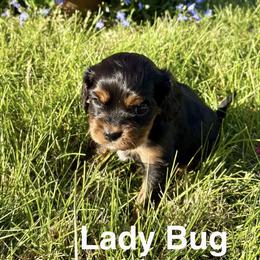 Cavapoo Puppies from Shoemaker Cavapoo Kennel