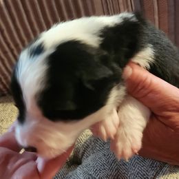 Boy 2 - Border Collie puppy in Mt. Jackson, Virginia from Timeless Border Collies