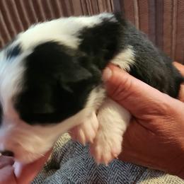 Boy 2 - Border Collie puppy in Mt. Jackson, Virginia from Timeless Border Collies