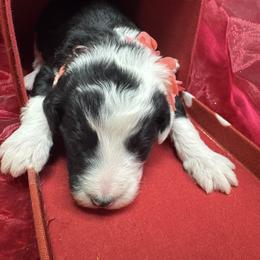 Bernedoodle, Poodle, and Sheepadoodle Puppies from TLC by the Lake Standard Poodle and Doodles