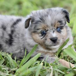 Stella - Blue merle female Miniature Australian Shepherd puppy in Wichita Falls, Texas from Shooting Stars Ranch Toy and Mini Aussies