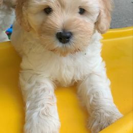 Australian Labradoodle Puppies from Charlotte Labradoodles