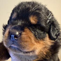Friedrich - Black and mahogany male Rottweiler puppy in Hillsville, Pennsylvania from German Select Rottweilers