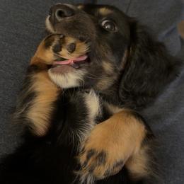 Salazar - Black and tan male Dachshund puppy in Roanoke, Alabama from J&E Dachshunds