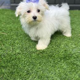 Purple Girl - White female Maltese puppy in Massachusetts from Happy Tail Yorkies and Maltese