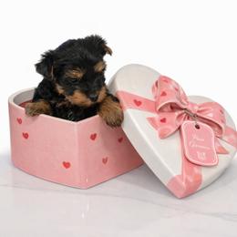 Coco - Black and gold female Yorkshire Terrier puppy in Glendale, California from Los Angeles Teacup Yorkie