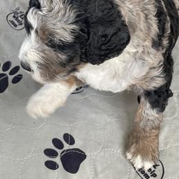 Bernedoodle, Cockapoo, and Goldendoodle Puppies from Avery Doodle Day LLC