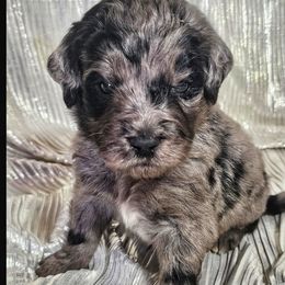 Aussiedoodles, Bernedoodles, and Goldendoodles from Farmer's Chic Doodles