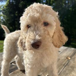 Goldendoodle Puppies from Winchester Doodles