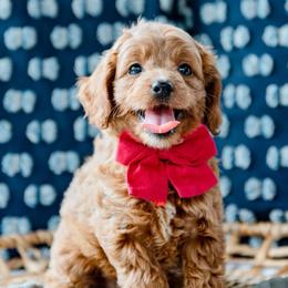 Kelsea Ballerini - Red  female Goldendoodle puppy in Lumberton, Mississippi from SouthernDoodlebug/ Utah Doodlebug