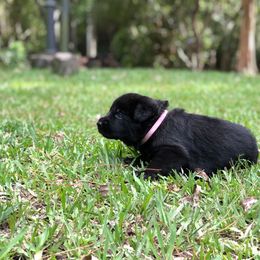 German Shepherd Puppies from Zwinger vom Schneider Wald