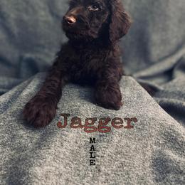 Bernedoodle, Goldendoodle, and Sheepadoodle Puppies from Golden-Doods and Company