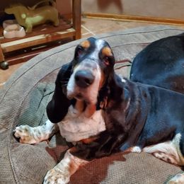 Basset Hounds from Bristlecone Basset Hounds