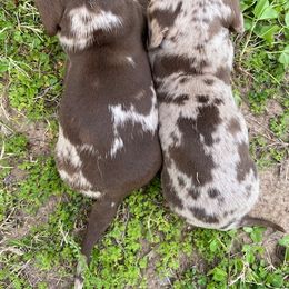 Dachshund Puppies from Lakeview Dachshunds