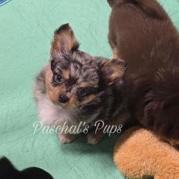 Skittles - Merle male Chihuahua puppy in Bowdon, Georgia from Paschal's Pups