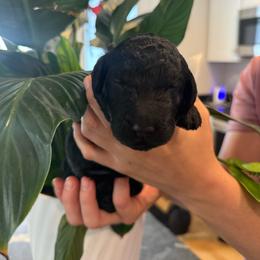 Boy 1 - Black male Poodle puppy in Walpole, Massachusetts from Harborstone Poodles and Terriers